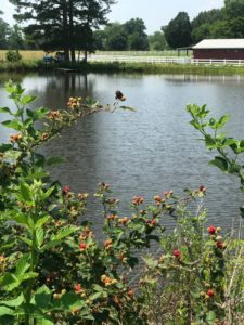 Blackberry Bushes Overlooking Lake at Little England Farm in Gloucester Virginia-min